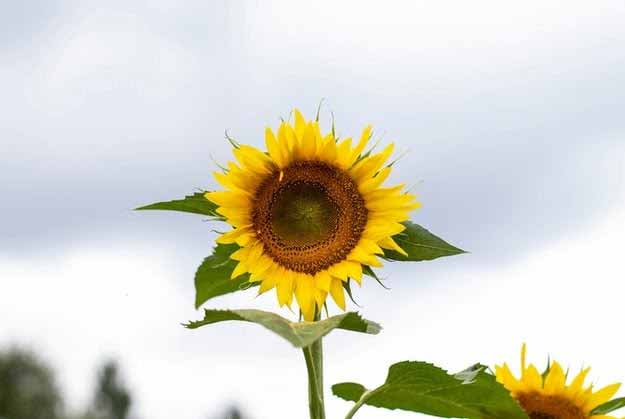 a sunflower with a cloudy sky in the background