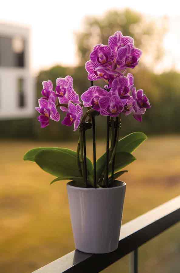  a pot of purple mini orchids